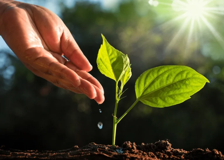 A hand gently watering a young green seedling growing in dark soil